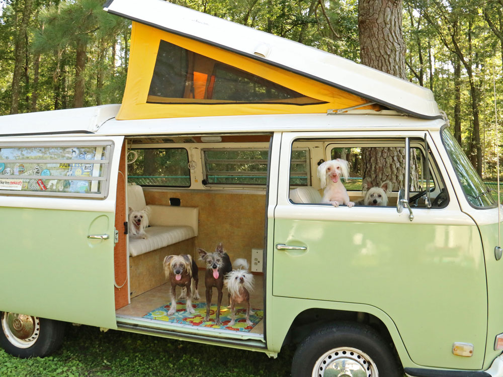 Tina Hicks's 1971 Bus