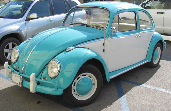Maria Schneck's Beetle