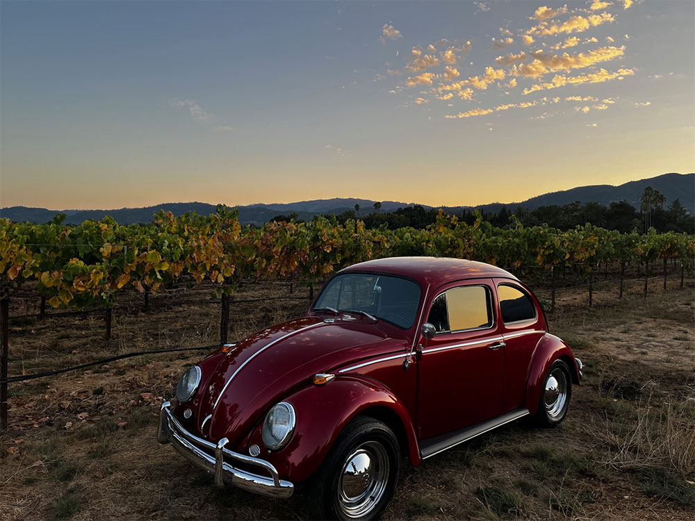 Danielle Pense's 1964 Bug